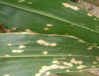 9b67b51074bf4eafe8ba1fc6de2931e.jpg 9b67b51074bf4eafe8ba1fc6de2931e.jpg